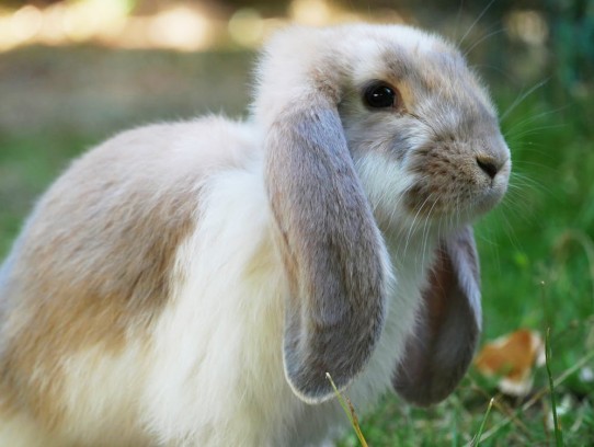  Ultimate Guide: Where Do You Buy Pet Rabbits? Tips for Finding the Perfect Bunny!